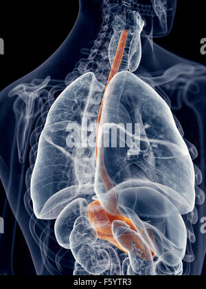 Illustration de l'exacte sur le plan médical de l'oesophage Banque D'Images