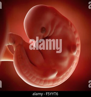 Précision médicale 3d illustration d'un foetus semaine 6 Banque D'Images