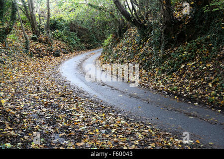 Une route mouillée couverte dans les feuilles humides de décisions pour une surface très glissante Banque D'Images