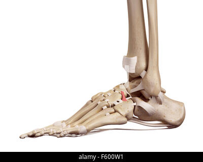 Précis de médecine illustration de la face dorsale du ligament cuboideonavicular Banque D'Images