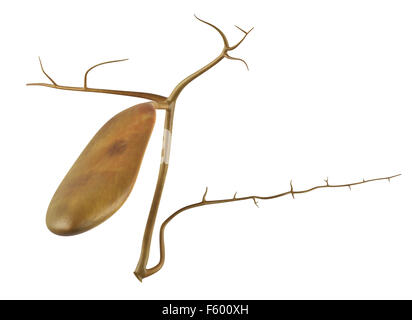 Illustration de l'exacte médicalement vésicule Banque D'Images