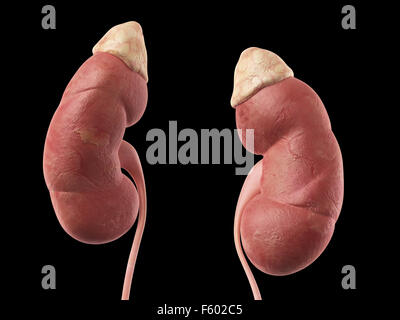 Illustration de l'exacte médicalement reins Banque D'Images