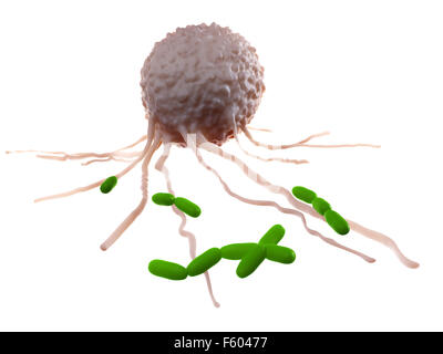 D'une illustration précise médicalement déleucocyté à attaquer les bactéries Banque D'Images