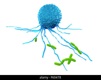 D'une illustration précise médicalement déleucocyté à attaquer les bactéries Banque D'Images