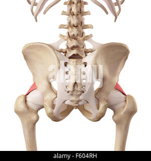 Précis de l'illustration médicale ligaments iliofemoral Banque D'Images