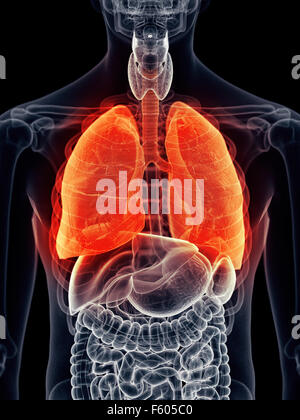Illustration - médicalement exacts des poumons douloureux Banque D'Images