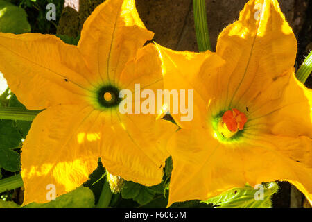 Fleurs de courge, hommes et femmes dans le jardin Banque D'Images