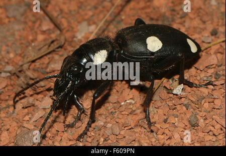 Noir et blanc 6 place de l'Asie du Sud (carabes Anthia sexguttata), qui ressemble à une tuile domino. Banque D'Images