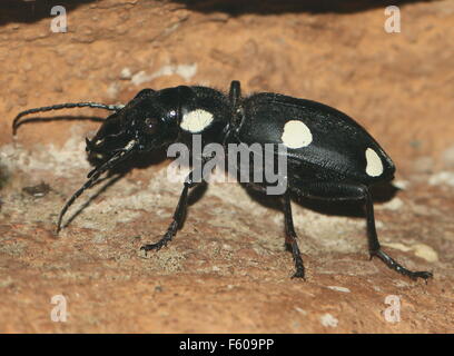Noir et blanc 6 place de l'Asie du Sud (carabes Anthia sexguttata), qui ressemble à une tuile domino. Banque D'Images