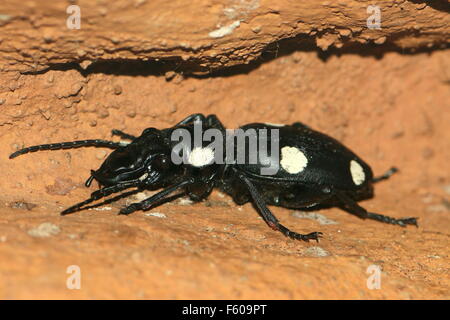 Noir et blanc 6 place de l'Asie du Sud (carabes Anthia sexguttata), qui ressemble à une tuile domino. Banque D'Images