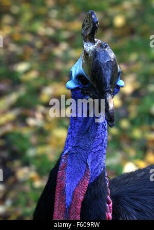 Du Sud australien cassowary (Casuarius casuarius) alias caronculée double ou deux casoar casoar caronculée, close-up de tête Banque D'Images