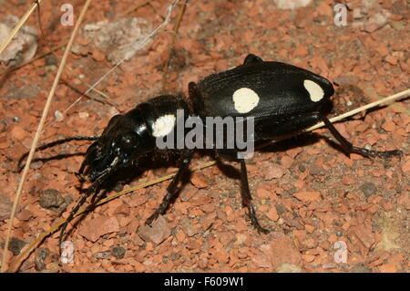 Noir et blanc 6 place de l'Asie du Sud (carabes Anthia sexguttata), qui ressemble à une tuile domino. Banque D'Images