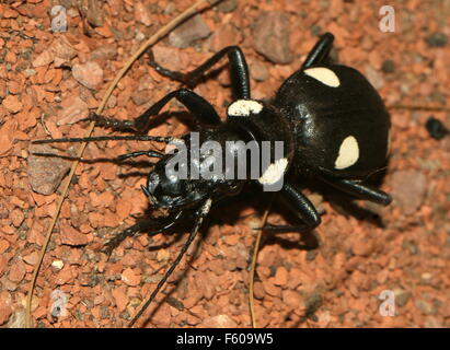 Noir et blanc 6 place de l'Asie du Sud (carabes Anthia sexguttata), qui ressemble à une tuile domino. Banque D'Images