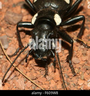 Noir et blanc 6 place de l'Asie du Sud (carabes Anthia sexguttata), qui ressemble à une tuile domino. Banque D'Images
