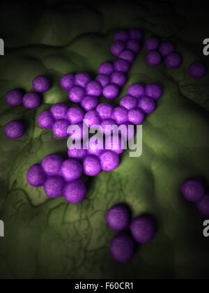 Les bactéries médicales illustration de la SARM Banque D'Images