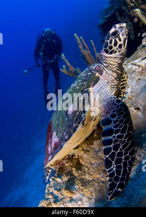 La tortue imbriquée Banque D'Images