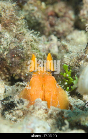 Crevettes Mantis Orange Banque D'Images