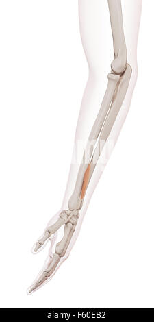 Muscle précis médicalement illustration de l'abducteur du pouce extenseur brevis Banque D'Images