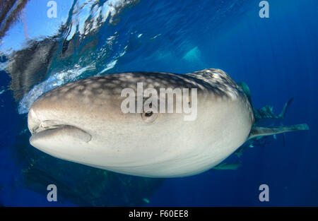 Le requin baleine de Cenderawasih Bay Banque D'Images