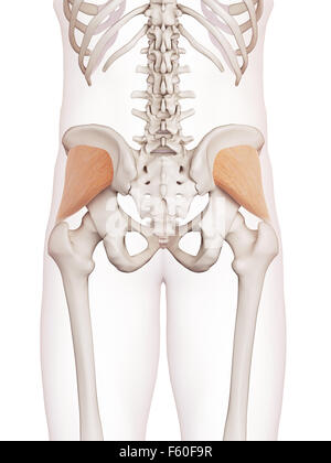 Illustration de muscle précis médicalement le gluteus minimus Banque D'Images