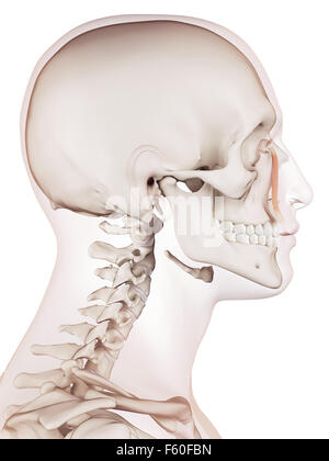 Muscle précis médicalement illustration de la levator labii superioris alaque nasi Banque D'Images