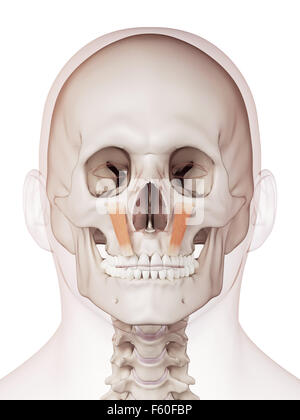 Muscle précis médicalement illustration de la levator labii superioris Banque D'Images