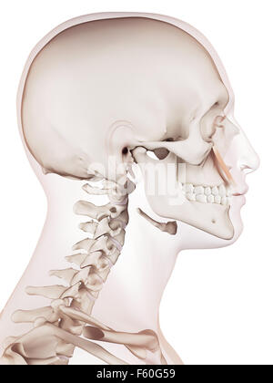 Muscle précis médicalement illustration de la levator labii superioris Banque D'Images