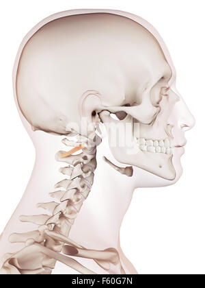 Muscle précis médicalement illustration de l'obliquus capitis inférieure Banque D'Images