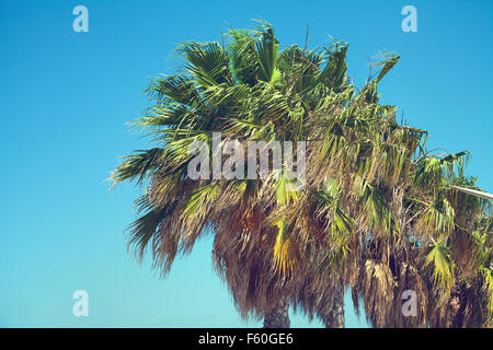 Palmiers tropicaux contre le ciel bleu