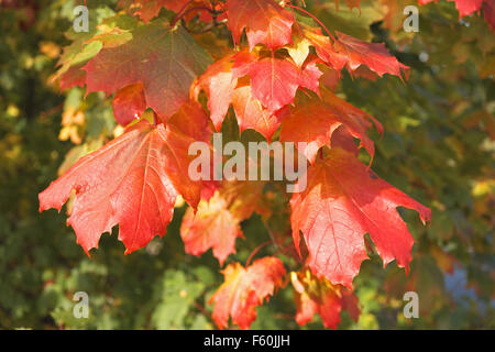Couleurs de l'automne ; feuilles rouges de l'Acer rubrum, Northumberland, England, UK. Banque D'Images