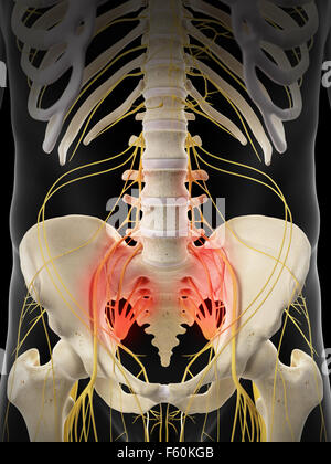 Illustration - médicalement exacts nerfs sacrés douloureux Banque D'Images