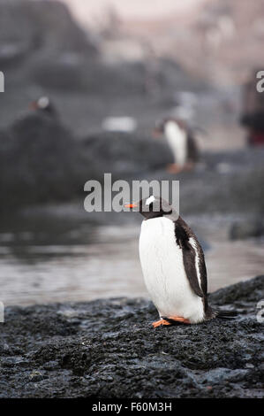 Gentoo pingouin, l'Antarctique Banque D'Images