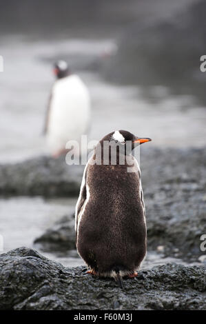 Gentoo pingouin, l'Antarctique Banque D'Images