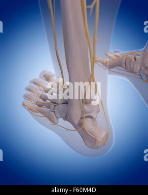 Illustration - médicalement exacts des nerfs du pied Banque D'Images