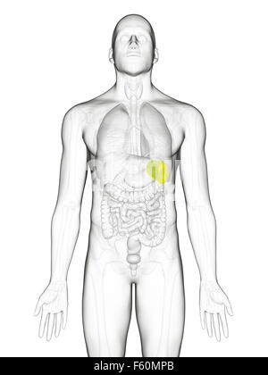 Illustration de l'exacte médicalement rate Banque D'Images