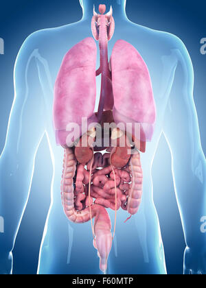 Illustration de l'exacte sur le plan médical des organes humains Banque D'Images