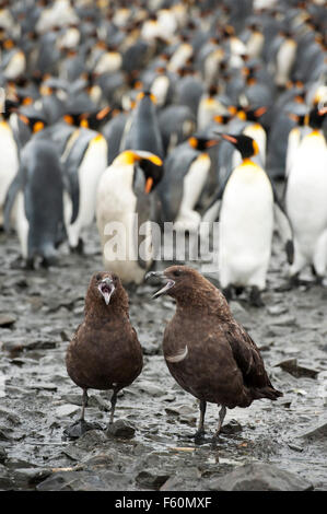 Skua marron et King Penguin Banque D'Images