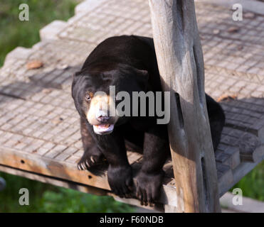 L'ours (Helarctos malayanus), dans son enclos au Centre de conservation des espèces rares, Sandwich, Kent Banque D'Images