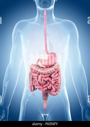 Illustration de l'exacte médicalement système digestif Banque D'Images