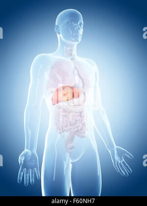 Illustration de l'exacte médicalement foie Banque D'Images