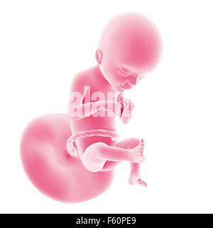 Illustration du développement du foetus - semaine 21 Banque D'Images