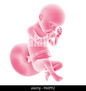 Illustration du développement du foetus - semaine 30 Banque D'Images