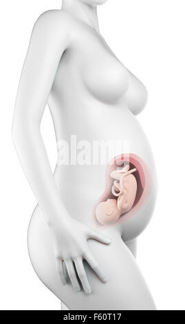 Illustration de l'exacte médicalement une femme enceinte - semaine 30 Banque D'Images