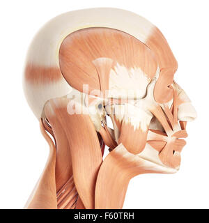 Illustration de l'exacte médicalement muscles faciaux Banque D'Images