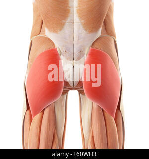 Illustration de l'exacte médicalement gluteus maximus Banque D'Images