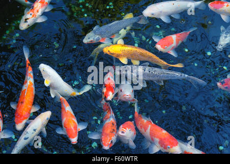 Koi de poissons dans un étang, à Tokyo, au Japon. Banque D'Images