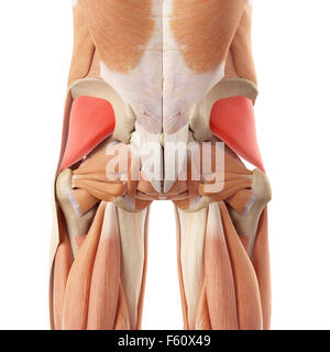 Illustration de l'exacte médicalement gluteus minimus Banque D'Images