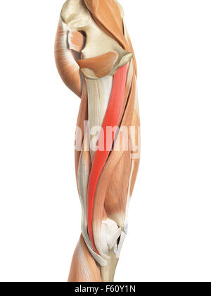 Illustration de l'exacte médicalement gracilis Banque D'Images