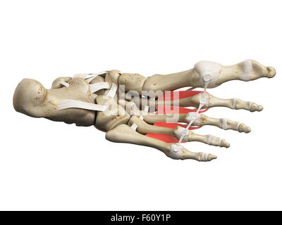 Illustration de l'exacte médicalement interosseous muscles dorsaux Banque D'Images