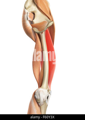 Illustration de l'exacte médicalement le vastus lateralis Banque D'Images